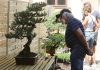 Státní zámek Libochovice opět zaplní papoušci a bonsaje