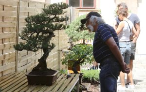 Státní zámek Libochovice opět zaplní papoušci a bonsaje Státní zámek Libochovice opět zaplní papoušci a bonsaje