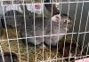 LITOMĚŘICE: Zahradu Čech opět zaplnila zvířátka