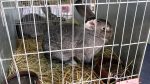 LITOMĚŘICE: Zahradu Čech opět zaplnila zvířátka LITOMĚŘICE: Zahradu Čech opět zaplnila zvířátka