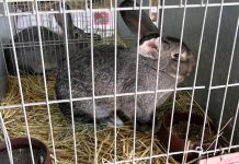 LITOMĚŘICE: Zahradu Čech opět zaplnila zvířátka