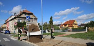 V Roudnici pokračuje obnova zeleně: Nemocné javory nahradí babyky, vzniknou i nové záhony